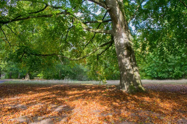 Park Barevnými Stromy Podzimní Krajina — Stock fotografie