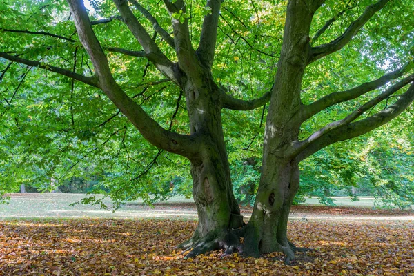 Parque Com Árvores Coloridas Paisagem Outono — Fotografia de Stock