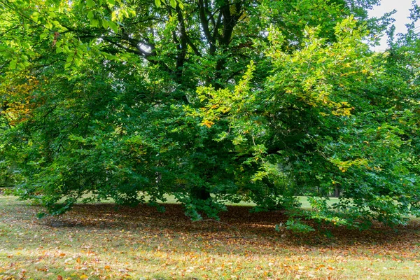 五彩缤纷的公园 秋天的风景 — 图库照片
