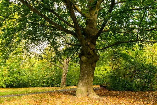 Парк Різнокольоровими Деревами Осінній Пейзаж — стокове фото