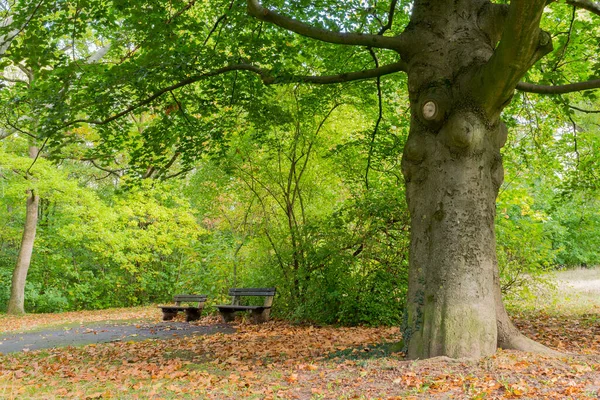 Park Barevnými Stromy Podzimní Krajina — Stock fotografie