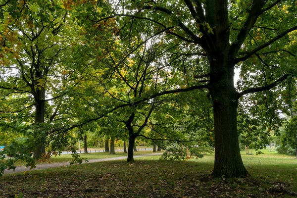 Парк Красочными Деревьями Осенний Пейзаж — стоковое фото