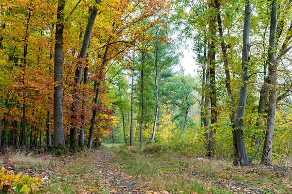 Парк Красочными Деревьями Осенний Пейзаж — стоковое фото