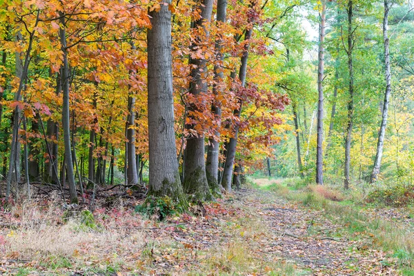 カラフルな木々と公園 秋の風景 — ストック写真