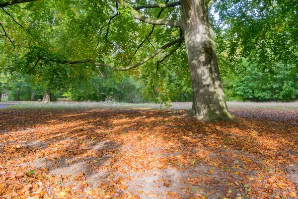 Park Med Färgglada Träd Höst Landskap Stockbild