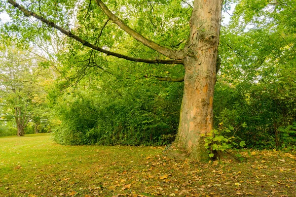 Park Med Farverige Træer Efterår Landskab Royaltyfrie stock-fotos