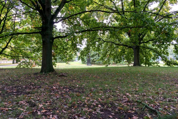 Park Barevnými Stromy Podzimní Krajina Stock Snímky