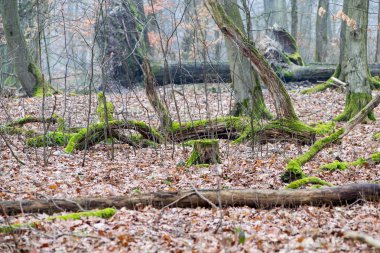 Ormanda sonbahar, sonbahar manzarası