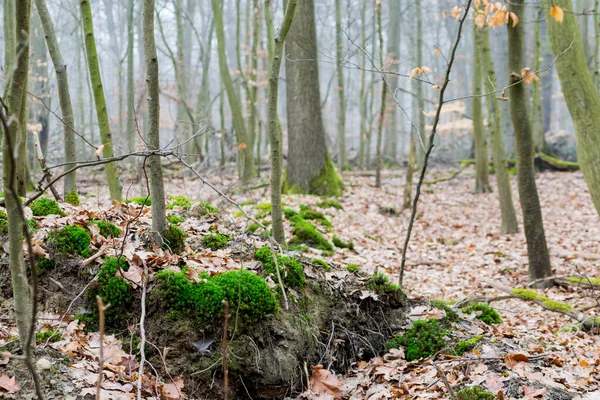 Podzim Lese Podzimní Krajina — Stock fotografie