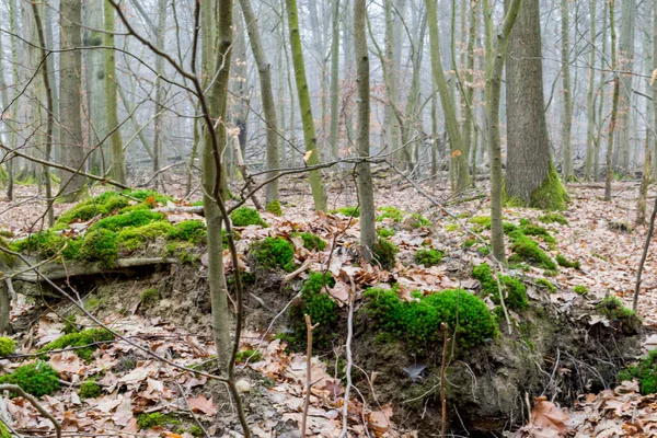 Autunno Nella Foresta Paesaggio Autunnale — Foto Stock