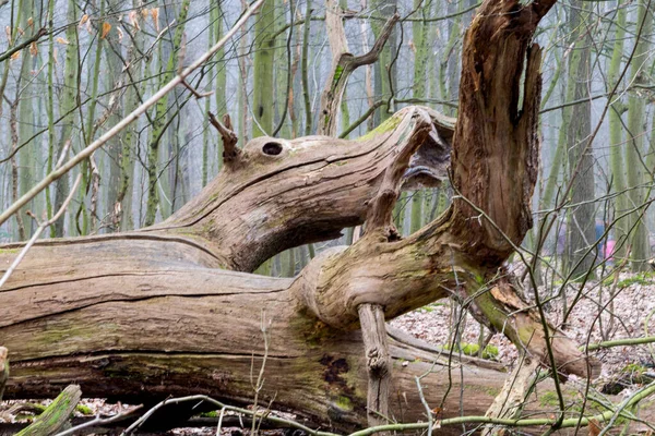 Podzim Lese Podzimní Krajina — Stock fotografie