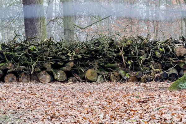 Automne Dans Forêt Paysage Automne — Photo