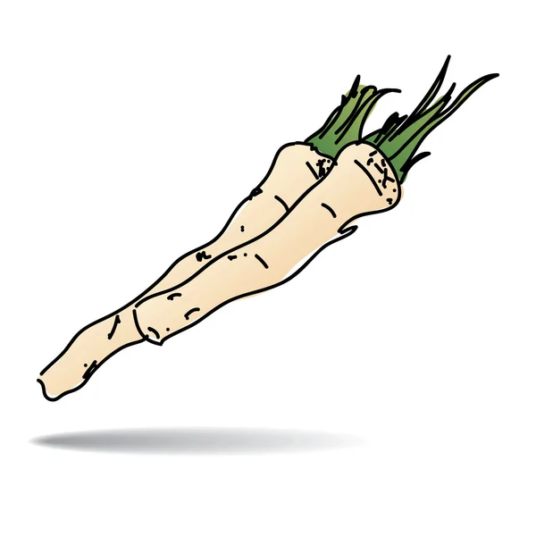 Dessin à main levée icône de raifort — Image vectorielle