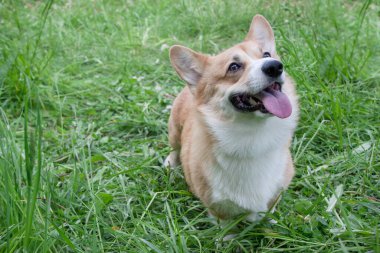 Bahar parkında tatlı pembroke galsh corgi köpek yavrusu evcil hayvanlar..