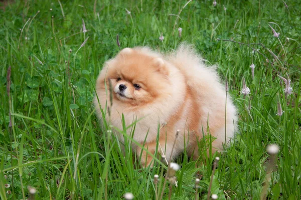 Cute Pomeranian Szczeniak Spitz Stoi Zielonej Łące Deutscher Spitz Lub — Zdjęcie stockowe