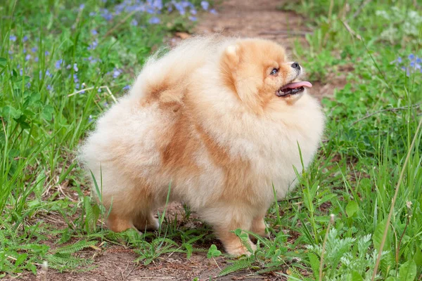 Χαριτωμένο Pomeranian Κουτάβι Spitz Είναι Περπάτημα Ένα Πράσινο Λιβάδι Deutscher — Φωτογραφία Αρχείου