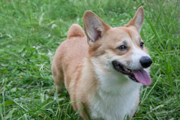 Söt Pembroke Walesisk Corgi Valp Står Våräng Sällskapsdjur Närbild — Stockfoto