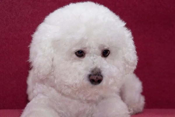 Lindo Bichon Frise Está Acostado Sofá Vinoso Animales Compañía — Foto de Stock