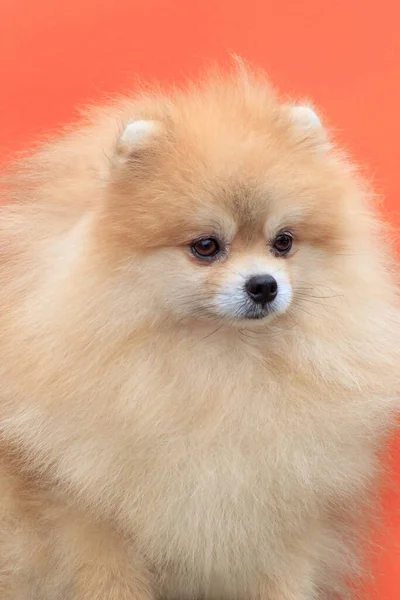 Lindo Cachorro Spitz Pomeraniano Aislado Sobre Fondo Naranja Animales Compañía —  Fotos de Stock