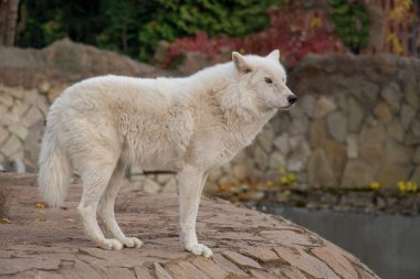 Vahşi kutup kurdu gri kayaların üzerinde duruyor. Canis lupus arctos. Alaska tundrası kurdu ya da beyaz kurt.