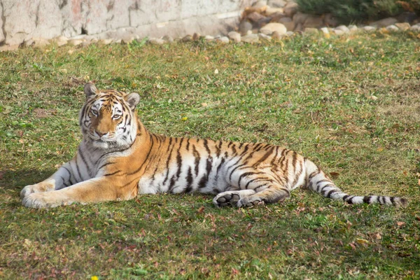 Tigre siberiano salvaje está acostado en un prado de otoño y mirando a la cámara. Panthera tigris tigris. — Foto de Stock