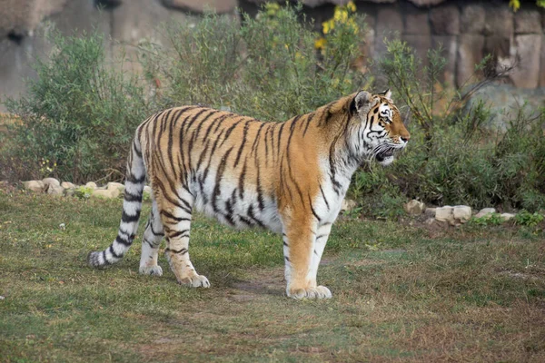 A vadon élő szibériai tigris egy őszi réten áll. Panthera tigris tigris. — Stock Fotó