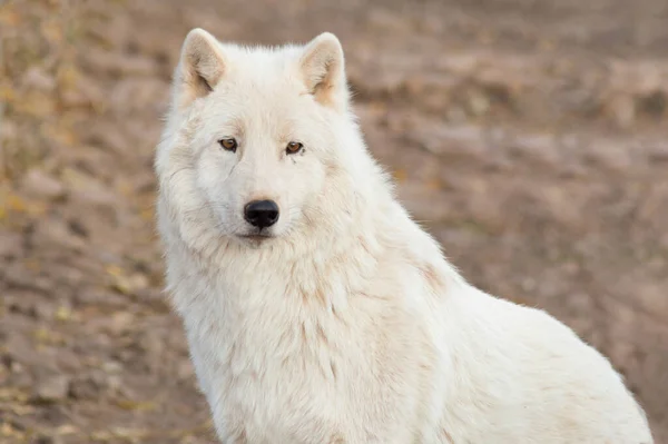 Portret van wilde Alaska toendra wolf van dichtbij. Canis lupus arctos. IJswolf of witte wolf. — Stockfoto