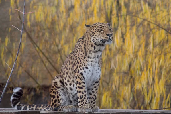 O leopardo selvagem está sentado em um fundo de belas árvores amarelas. Panthera pardus. — Fotografia de Stock
