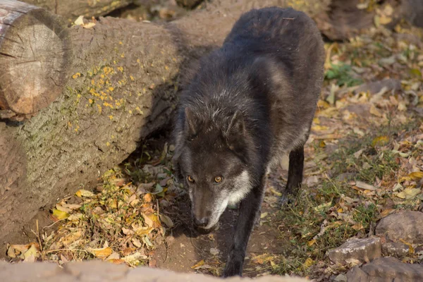 Il lupo canadese nero sta guardando la telecamera. Canis lupus pambasileus. — Foto Stock