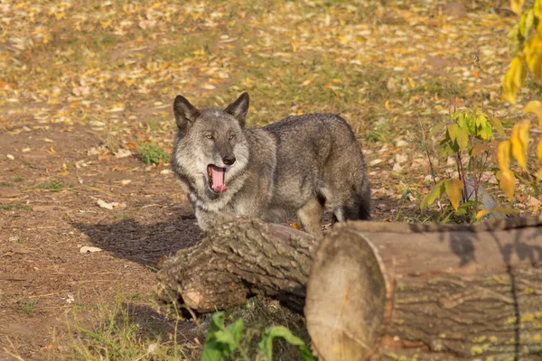 Black canadian wolf is yawning in an autumn meadow in the forest. Canis lupus pambasileus. — Stock Photo, Image