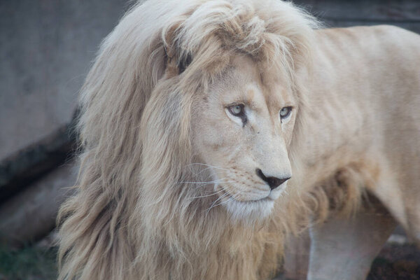 Beautiful white lion close up. Panthera leo with white thick mane.