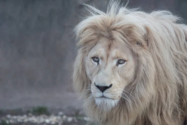 Straszny biały lew patrzy w kamerę. Panthera leo z białą grubą grzywą. — Zdjęcie stockowe