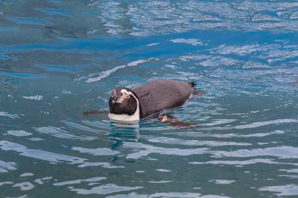 El pingüino jorobado está nadando en el agua azul. Spheniscus humboldti o pingüino peruano. —  Fotos de Stock