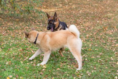 Tatlı Alman çoban köpeği köpek yavrusu ve Amerikan akita yavrusu sonbahar parkında oynuyorlar. Evcil hayvanlar. Safkan köpek..
