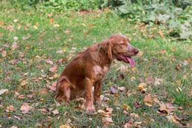 Şirin Rus spanyeli parkta sonbahar yapraklarının üzerinde oturuyor. Evcil hayvanlar..