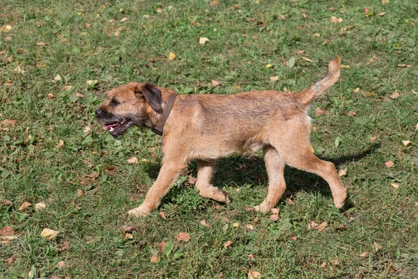 Cute Czerwony Grizzled Granica Terrier Szczeniak Jest Uruchomiony Jesiennym Parku — Zdjęcie stockowe