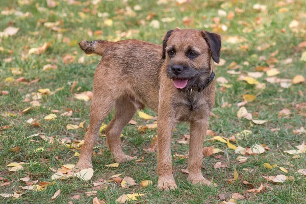 Bonito Cachorro Terrier Fronteira Está Parque Outono Animais Estimação Cão — Fotografia de Stock