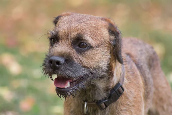 Portrait of red grizzled border terrier puppy close up. Pet animals. Purebred dog.