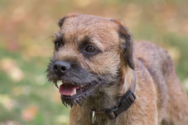 Portrait Red Grizzled Border Terrier Puppy Close Pet Animals Purebred — Stock Photo, Image