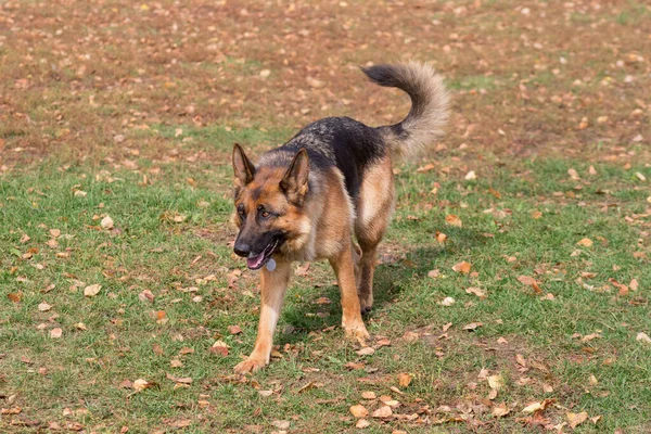 Tatlı Alman Çoban Köpeği Sonbahar Parkında Yeşil Çimlerin Üzerinde Duruyor — Stok fotoğraf