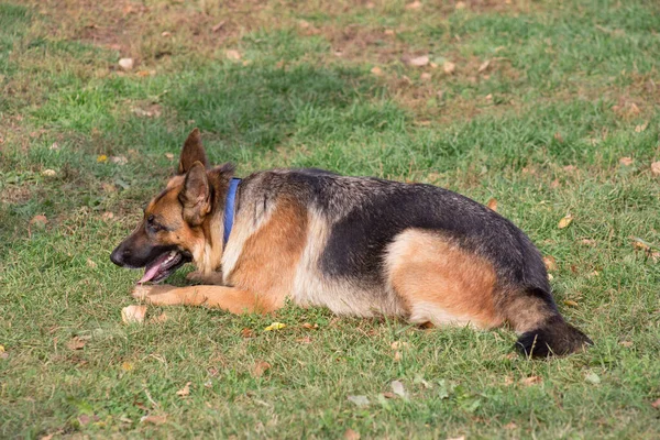 Söt Tysk Herdehund Ligger Ett Grönt Gräs Höstparken Sällskapsdjur Renrasiga — Stockfoto