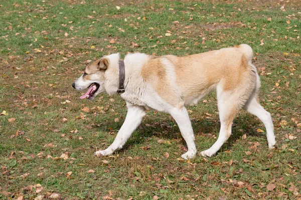 中亚牧羊犬正在秋天的公园里散步 宠物动物 纯种狗 — 图库照片