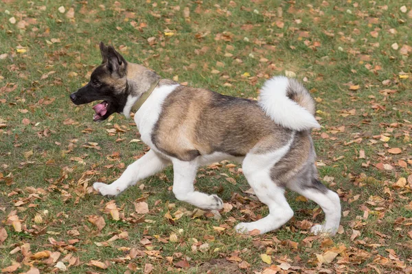 Cute American Akita Puppy Running Autumn Park Four Month Old — Stock Photo, Image