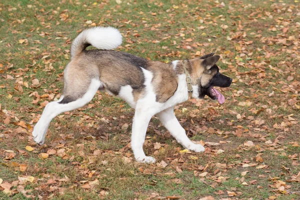 Amerykański Szczeniak Akita Biegnie Jesiennym Parku Czteromiesięczny Zwierzęta Domowe Pies — Zdjęcie stockowe