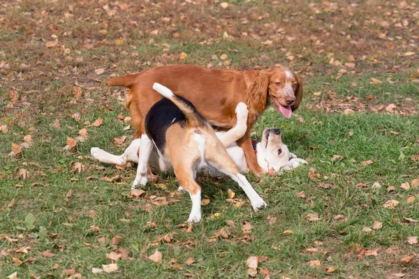 Angielski szczeniak beagle, rosyjski spaniel i labrador retriever bawią się w jesiennym parku. Zwierzęta domowe. — Zdjęcie stockowe