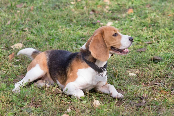 Bonito filhote de cachorro inglês beagle está deitado em uma grama verde no parque de outono. Animais de companhia. — Fotografia de Stock