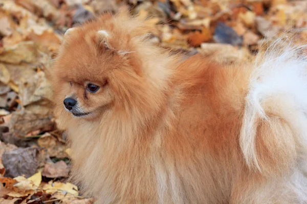 Pomarańczowy Szczeniak Pomeranian Spitz Stoi Jesiennym Parku Zwierzęta Domowe — Zdjęcie stockowe