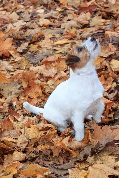 Curioso Jack Russell Terrier Piedi Nel Fogliame Autunno Animali Compagnia — Foto Stock