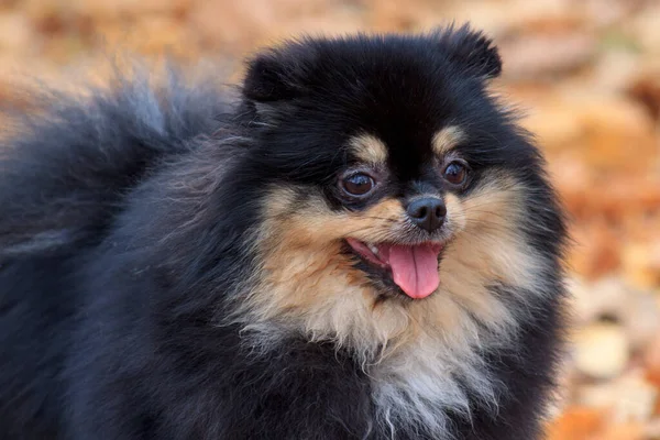 Pomerania Nera Spitz Nel Parco Autunnale Vicino Animali Compagnia — Foto Stock