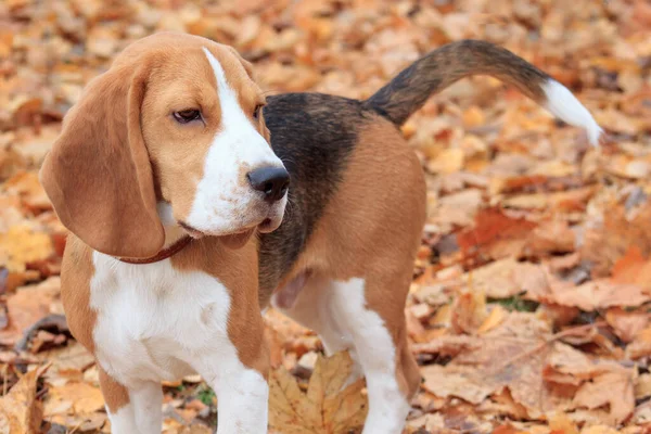 秋の紅葉にはビーグルが立っています ペット動物 — ストック写真